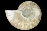Cut & Polished Ammonite Fossil (Half) - Madagascar #166805-1